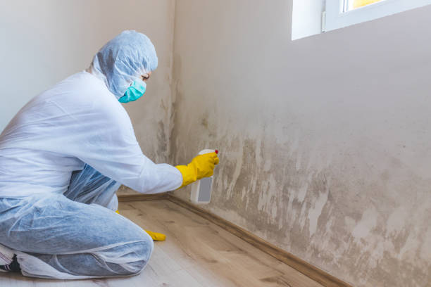 Licensed Mold Inspection service in Oak Brook, IL - WQB Mold Removal